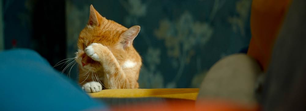 エルフと不思議な猫の画像