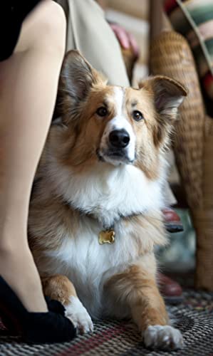 「犬と私とダンナのカンケイ」の画像