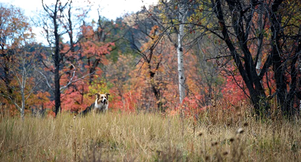 「犬と私とダンナのカンケイ」の画像