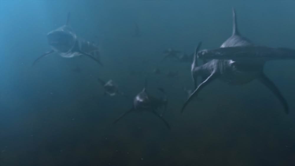 PLANET OF THE SHARKS 鮫の惑星の画像