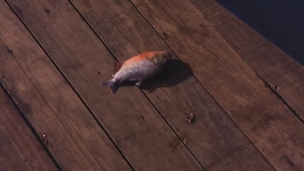 キラーフィッシュの画像