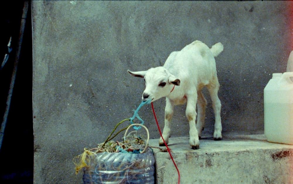 サムサラの画像