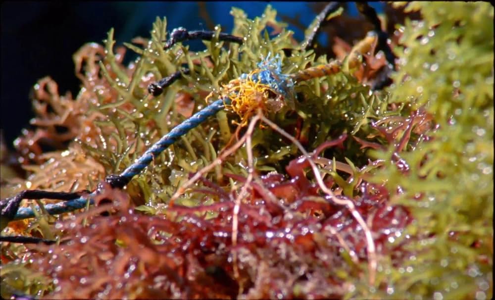 サムサラの画像