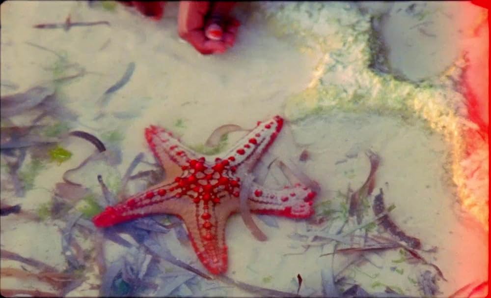 サムサラの画像