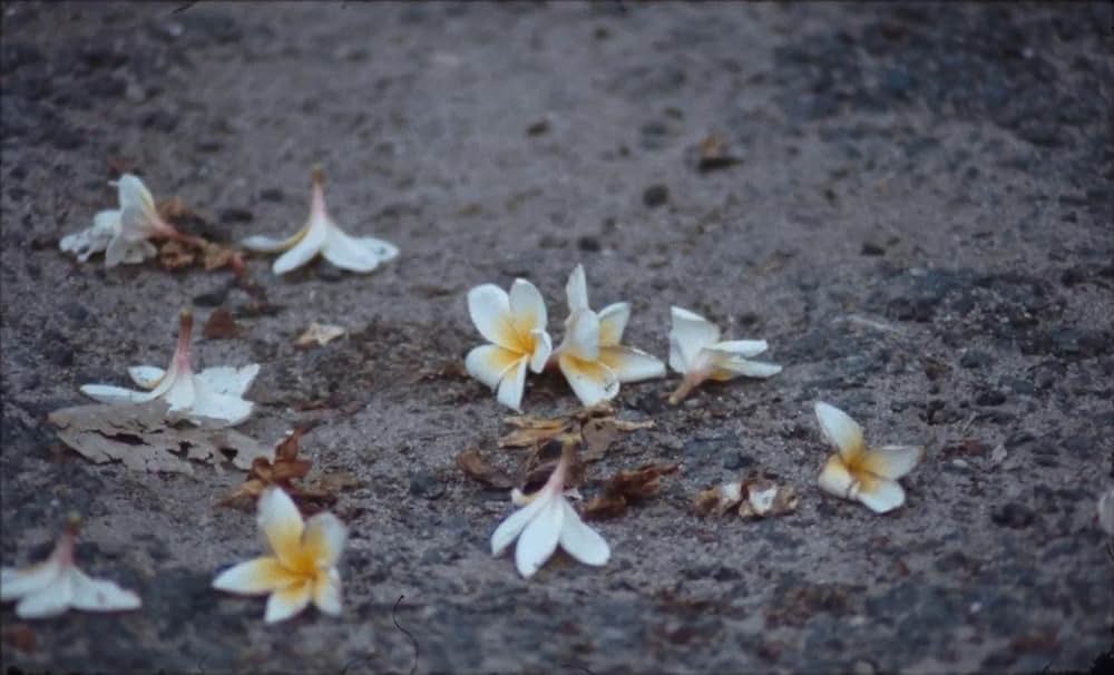 サムサラの画像