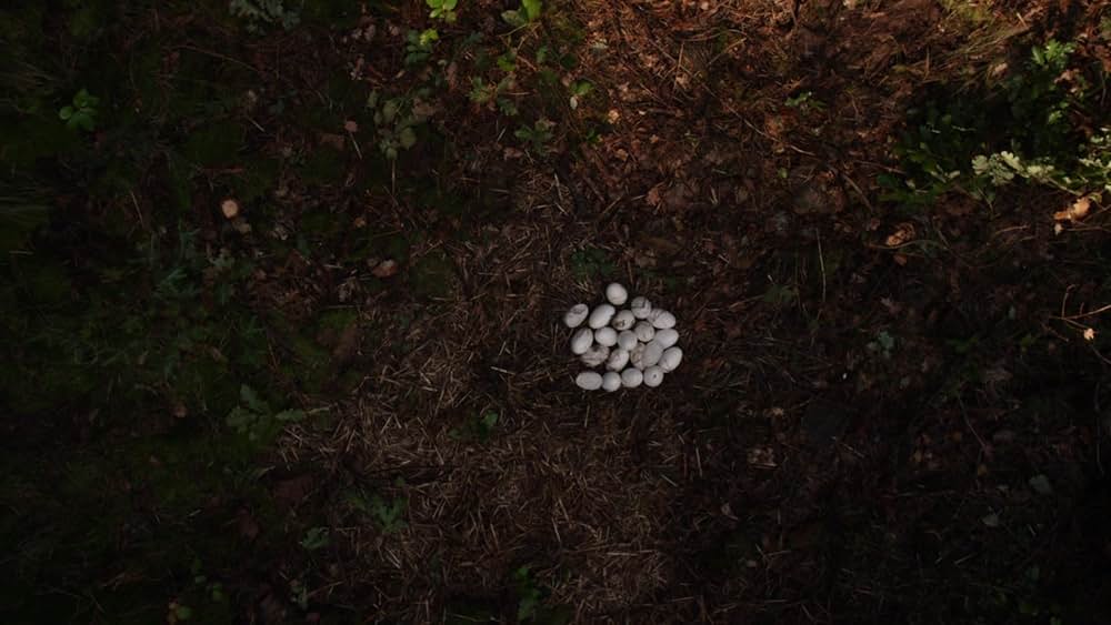 アナコンダvs. 殺人クロコダイルの画像