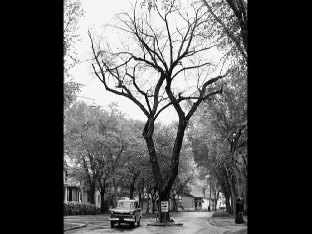 「My Winnipeg（原題）」の画像