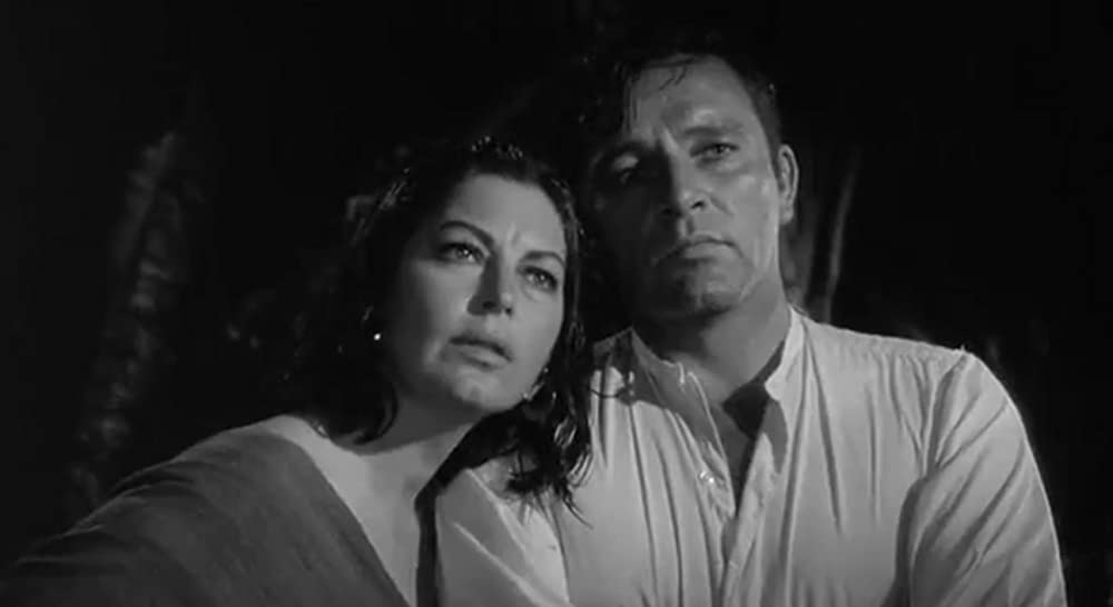 イグアナの夜の画像