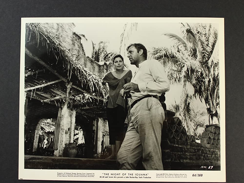 イグアナの夜の画像