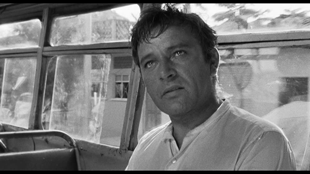 イグアナの夜の画像