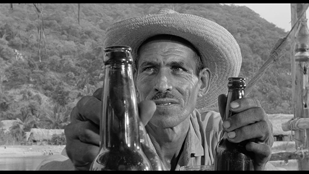 イグアナの夜の画像