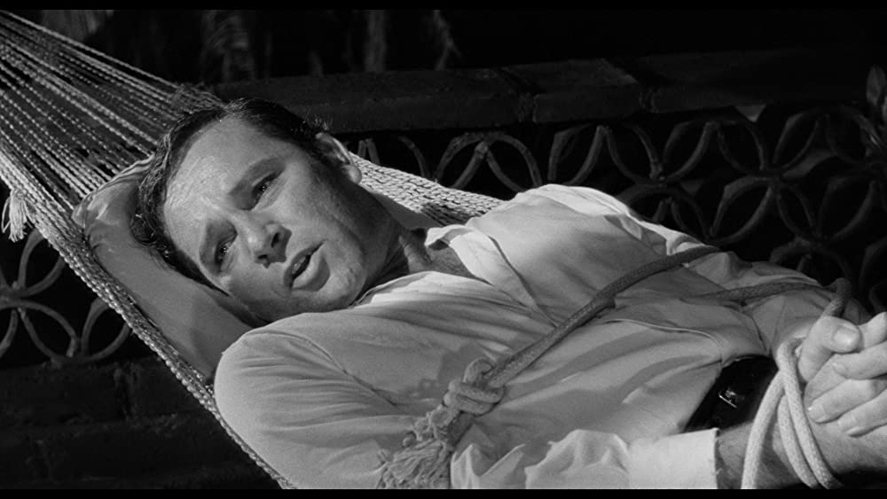 イグアナの夜の画像