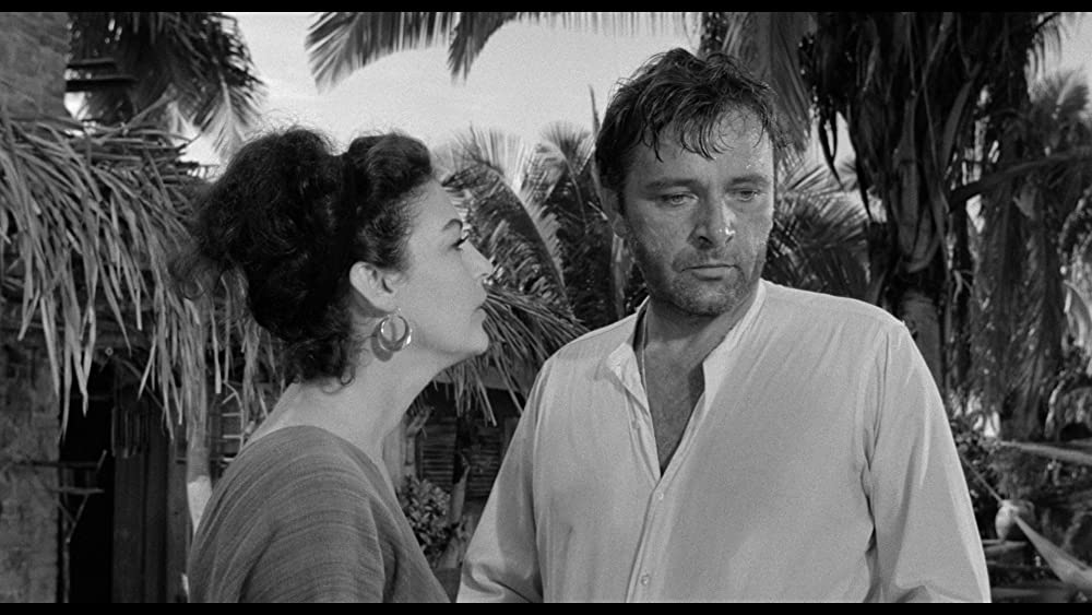 イグアナの夜の画像