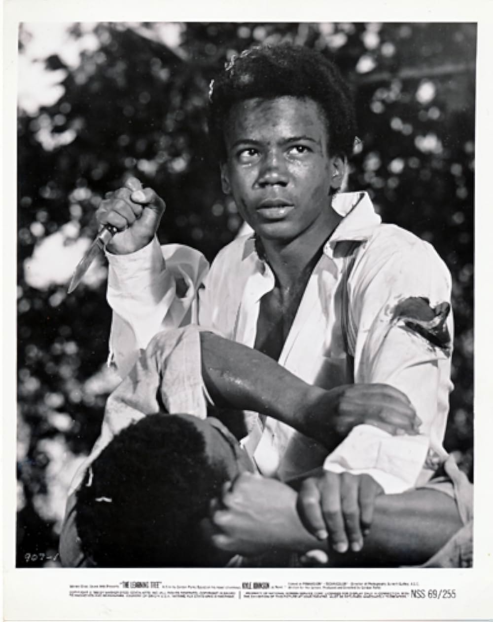 知恵の木の画像