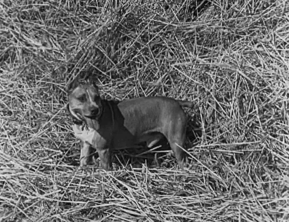 キートンの案山子／キートンのスケアクロウの画像