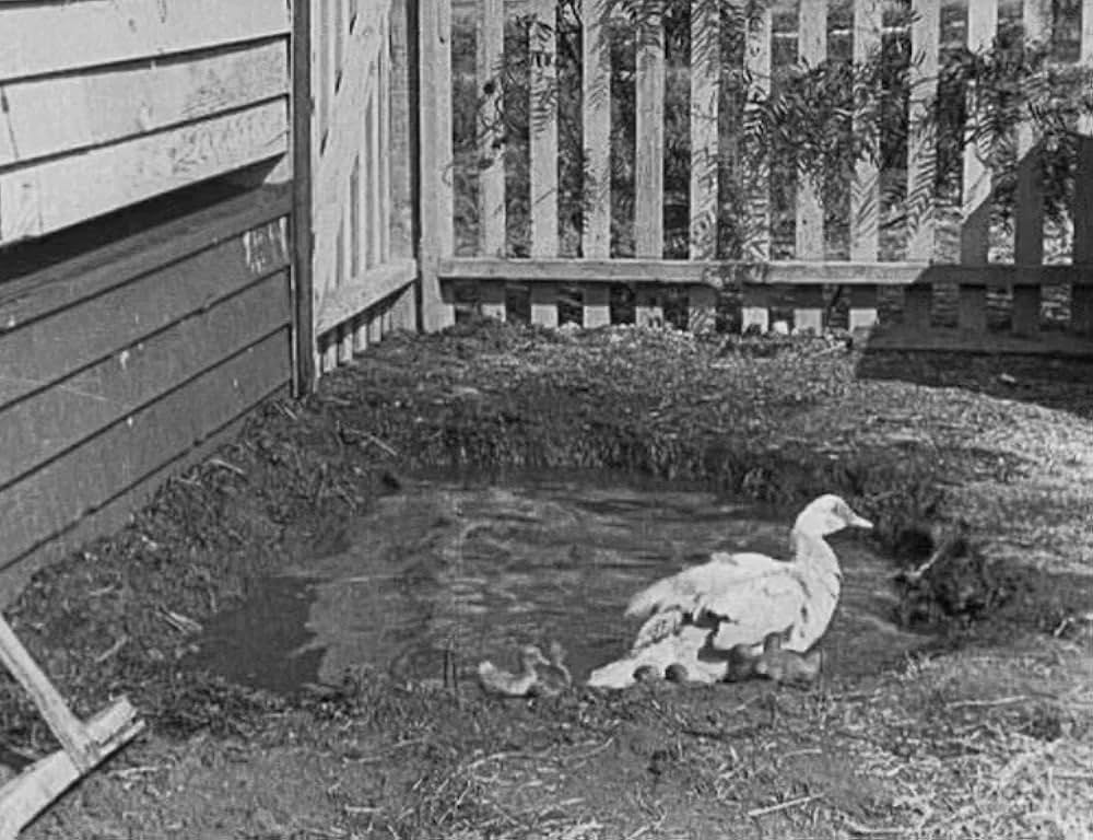 キートンの案山子／キートンのスケアクロウの画像