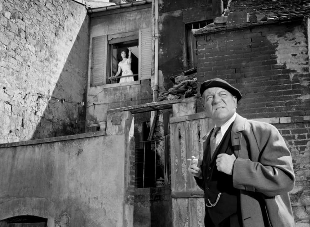 首輪のない犬の画像