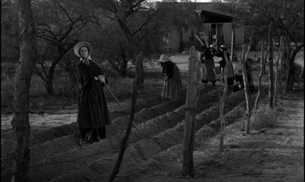 野のユリの画像