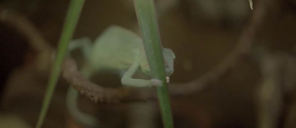 プリベンジの画像