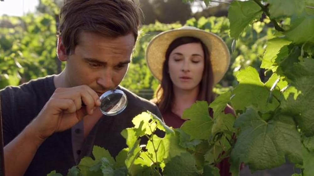 ブドウ畑で離さないでの画像