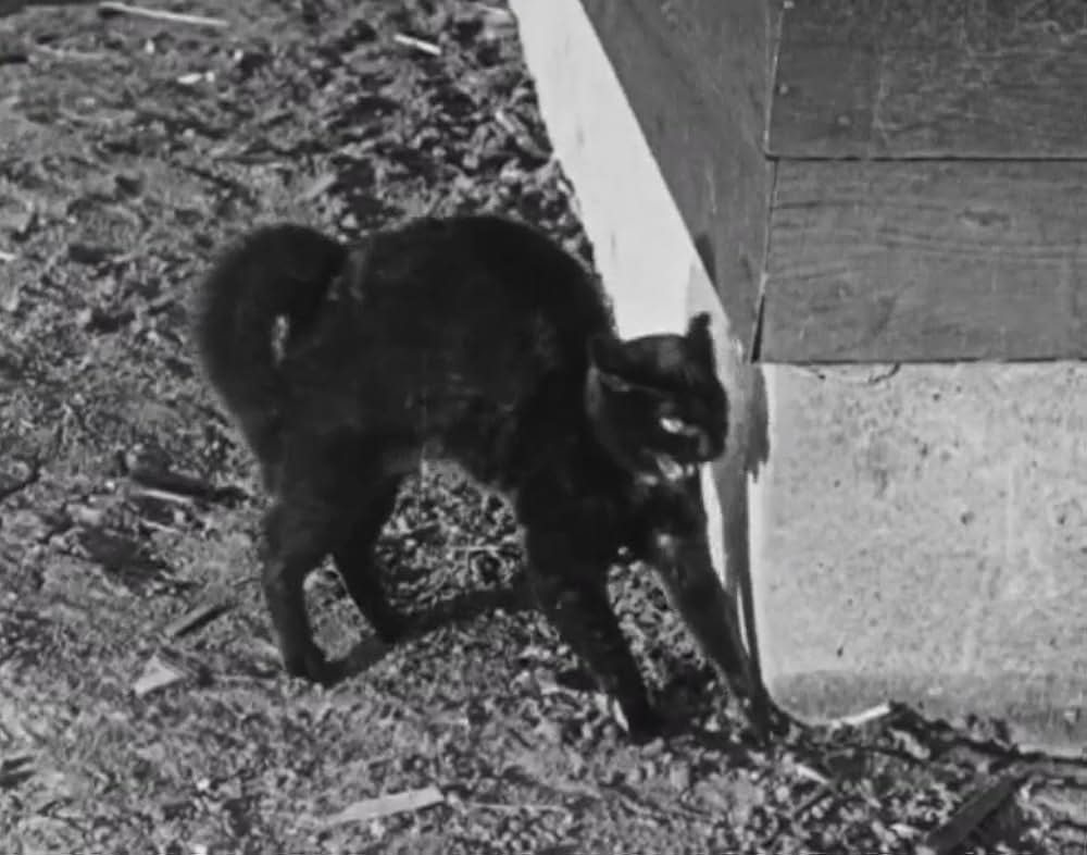 キートンのハイ・サインの画像