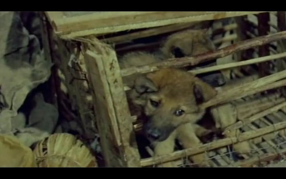 人間と狼の画像