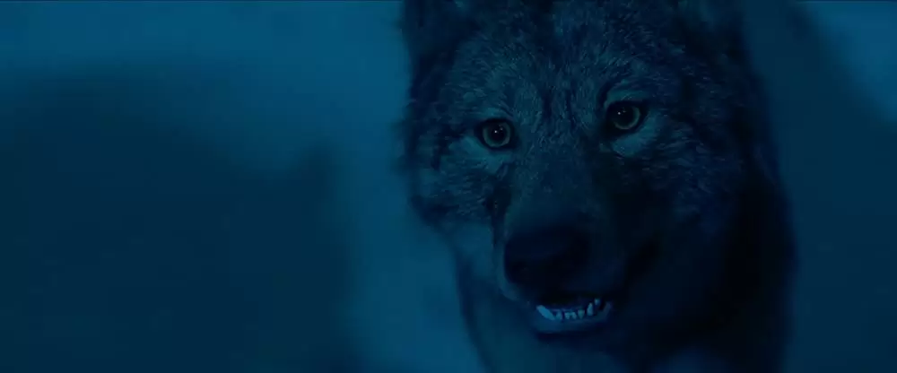 ワンダーストラックの画像