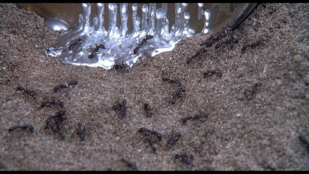 巨大蟻の帝国の画像