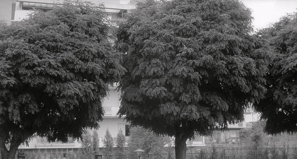 太陽はひとりぼっちの画像