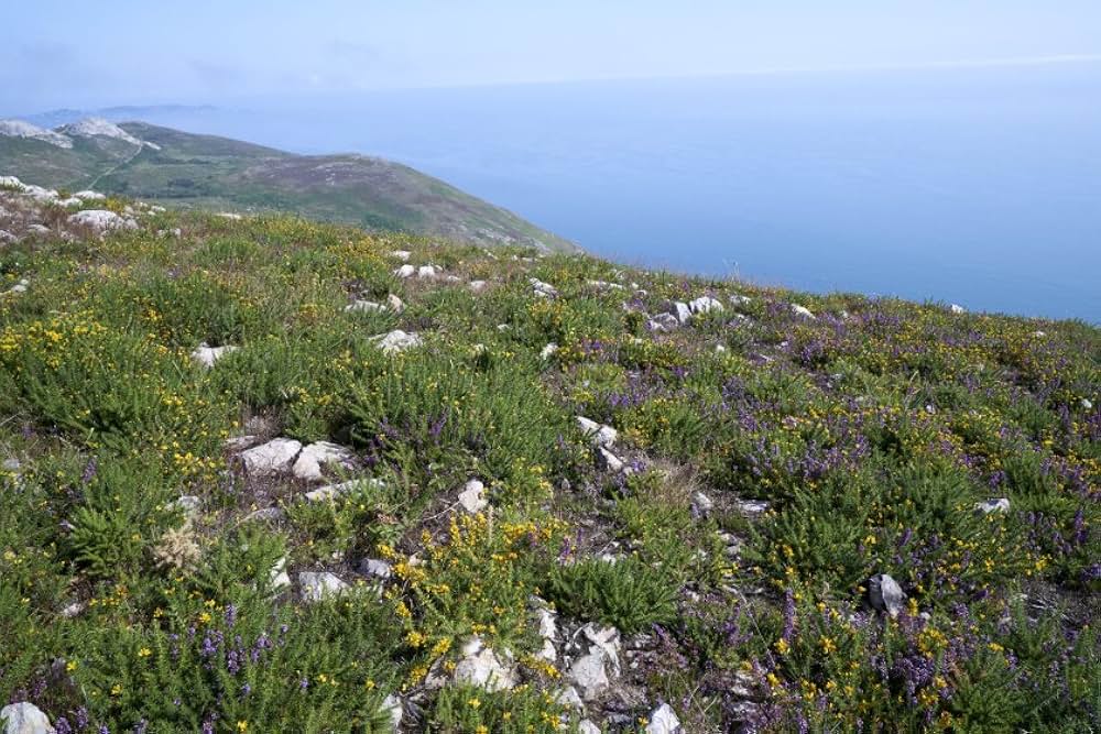 ワンスモア ダブリンの故郷での画像