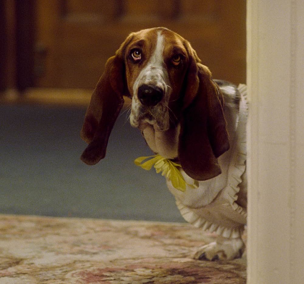 犬いなる遺産の画像