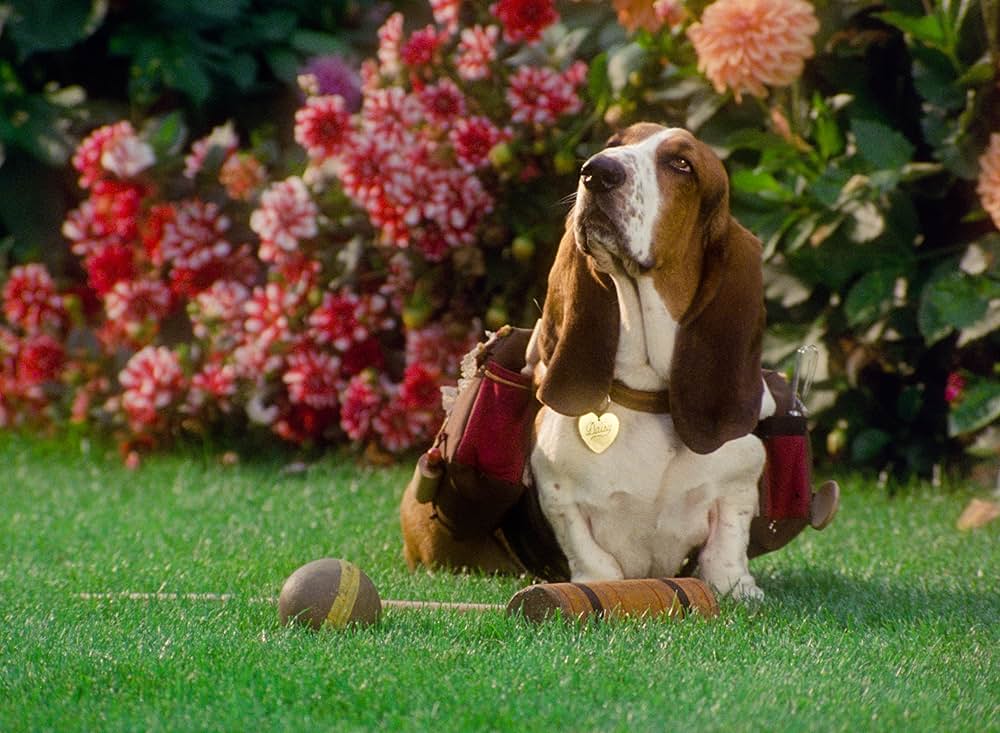犬いなる遺産の画像