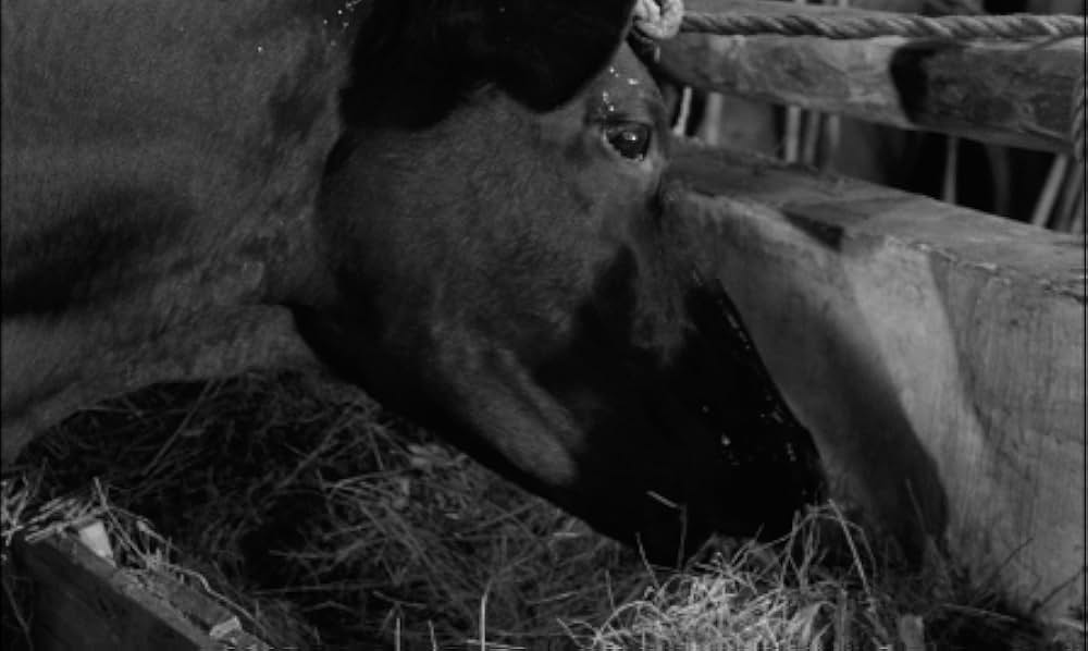 ビリディアナの画像