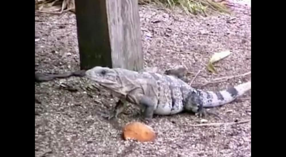 ゾンビ・オブ・ザ・デッドの画像