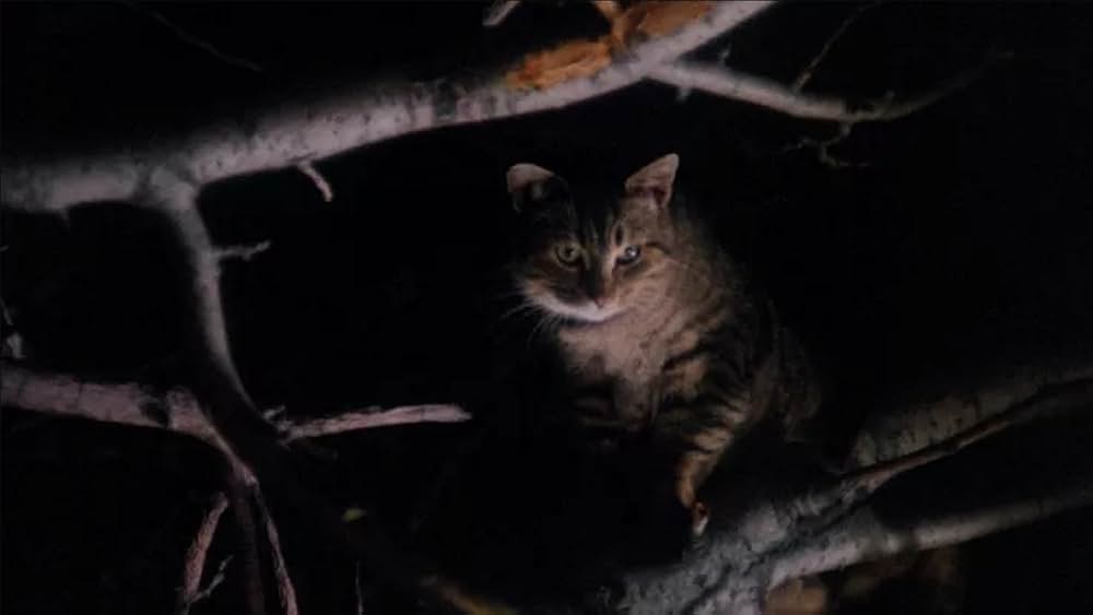 地獄のキャッツ・アイ／呪いの爪の画像