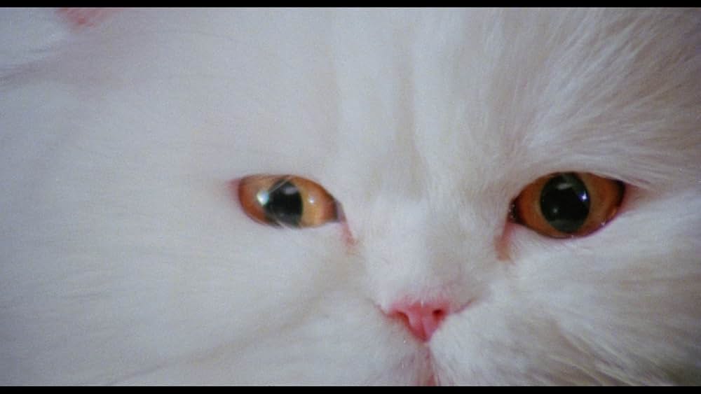 地獄のキャッツ・アイ／呪いの爪の画像