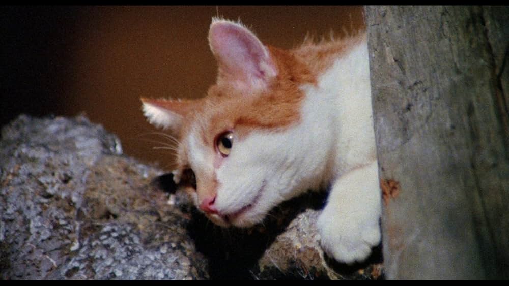 地獄のキャッツ・アイ／呪いの爪の画像