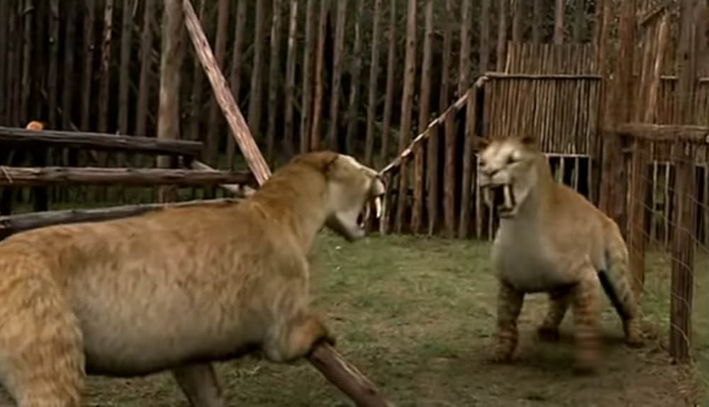 よみがえる恐竜の世界 プレヒストリック・パークの画像