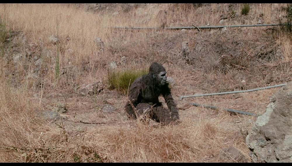 シュロックの画像