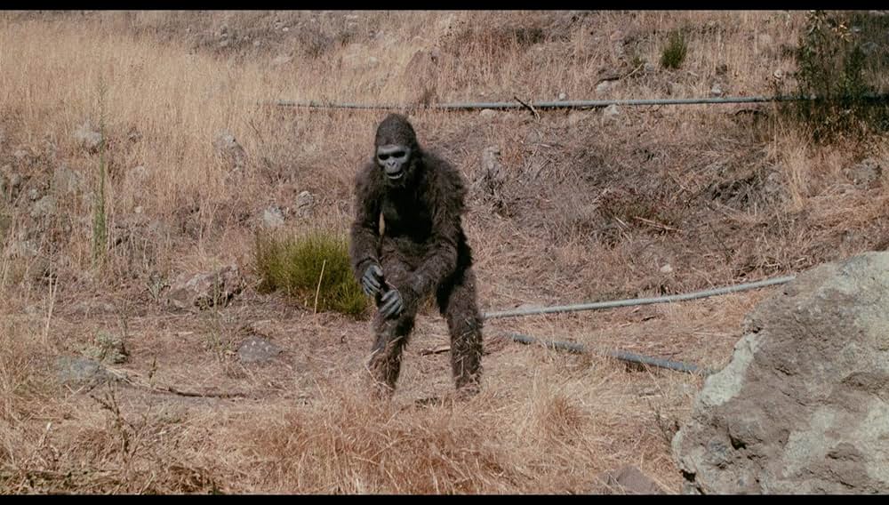 シュロックの画像