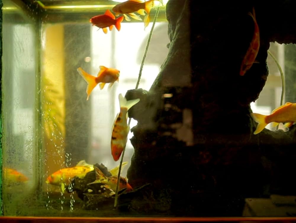 水槽と国民の写真