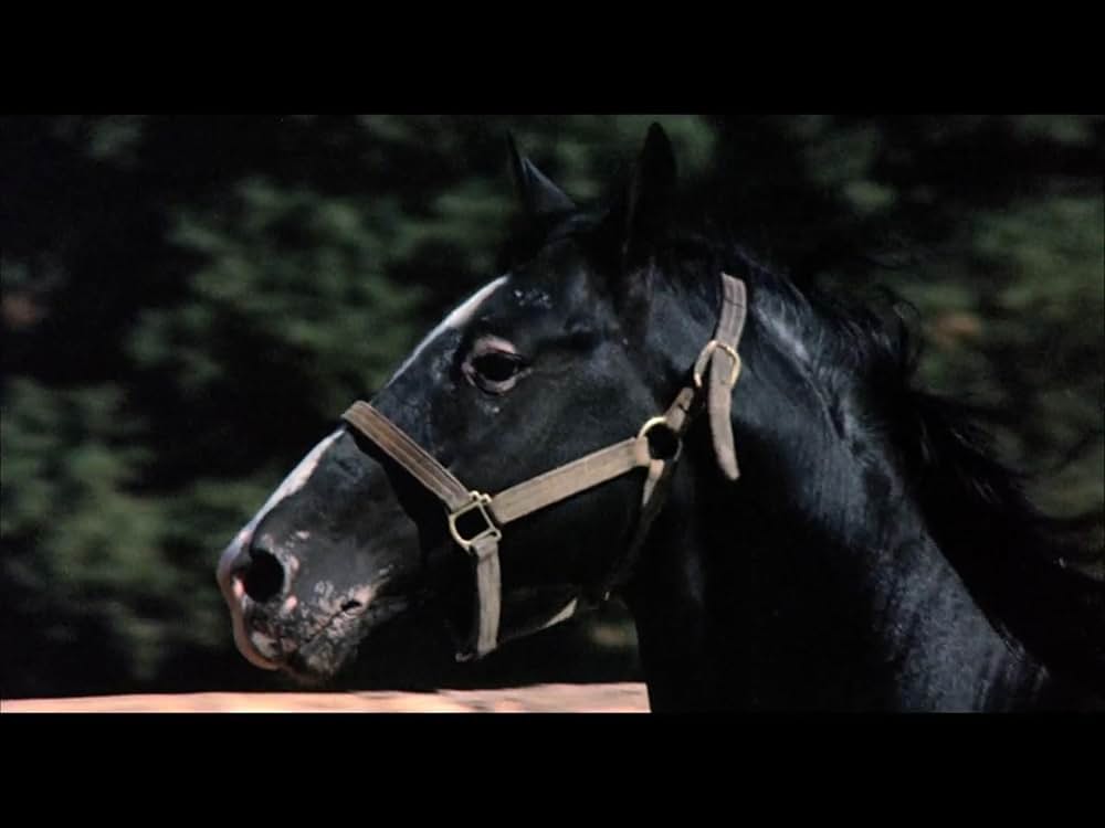 チャック・ノリスの ブレイカー！ブレイカー！の画像