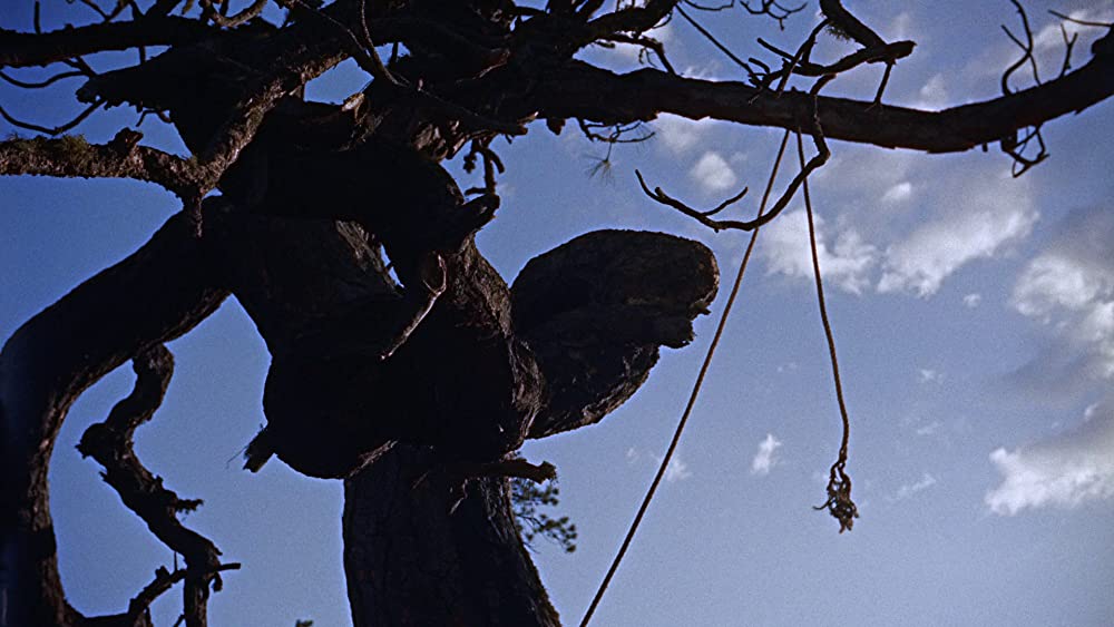 縛り首の木の画像