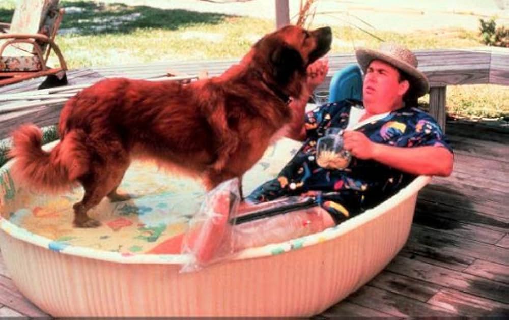 クレイジー・ファミリー／太陽がめいっぱいの画像