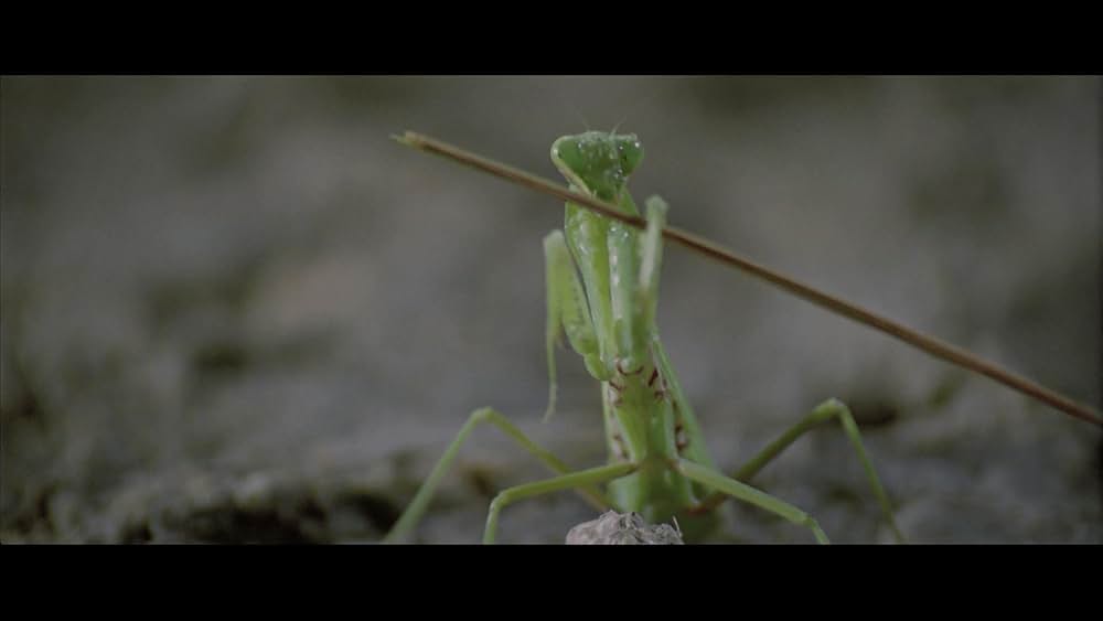 激突！螳螂拳の画像