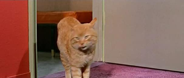 夜を楽しくの画像