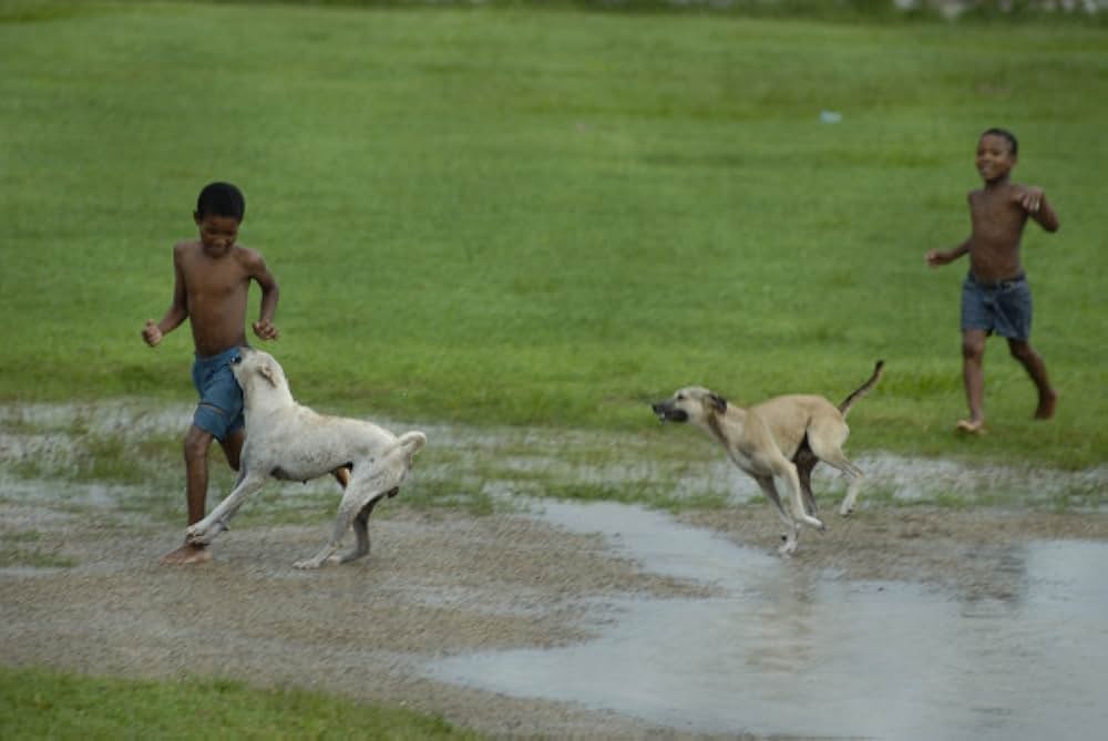 シュガーの画像