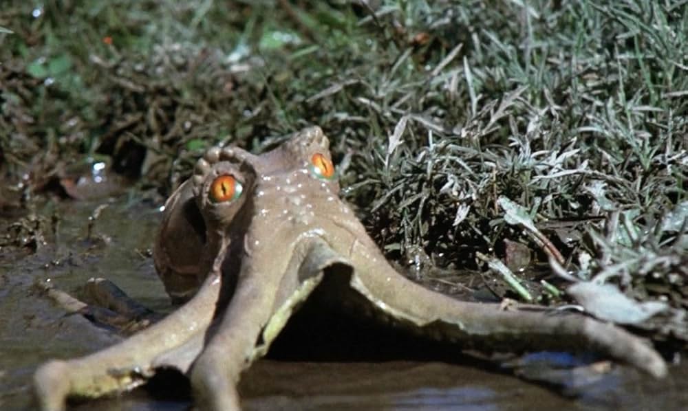 吸盤男オクトマンの画像