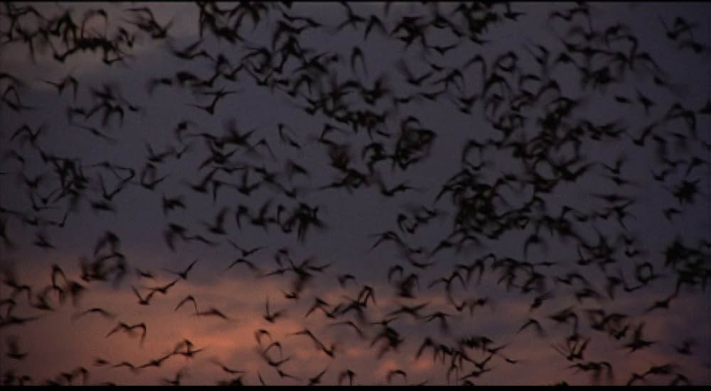 吸血こうもり／ナイトウィングの画像