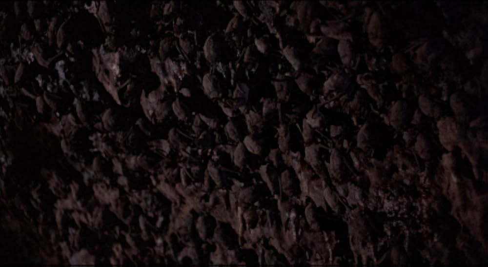 吸血こうもり／ナイトウィングの画像